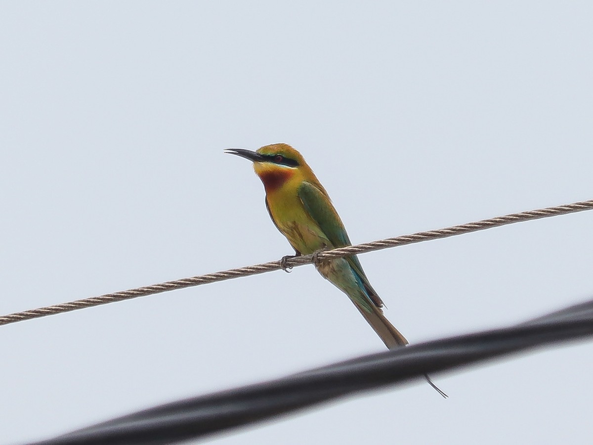 Blue-tailed Bee-eater - ML617777686