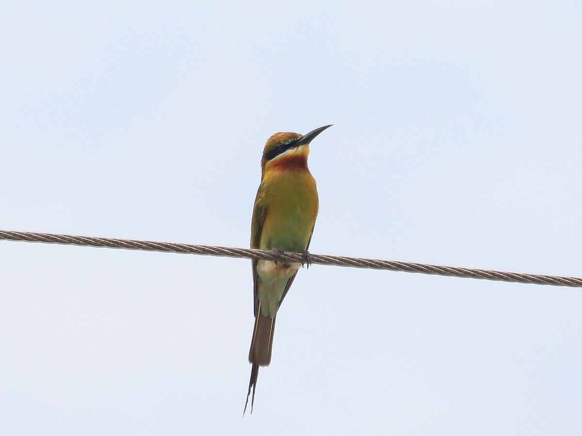 Blue-tailed Bee-eater - ML617777723