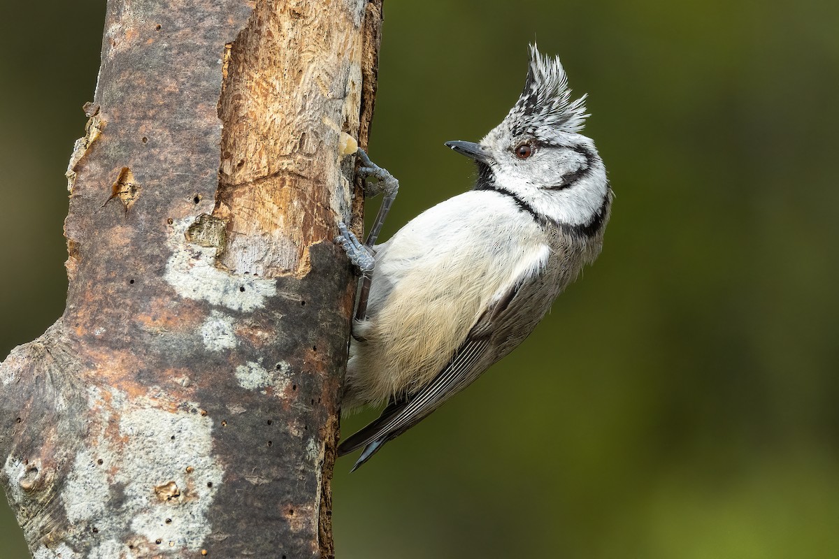 Crested Tit - ML617777754