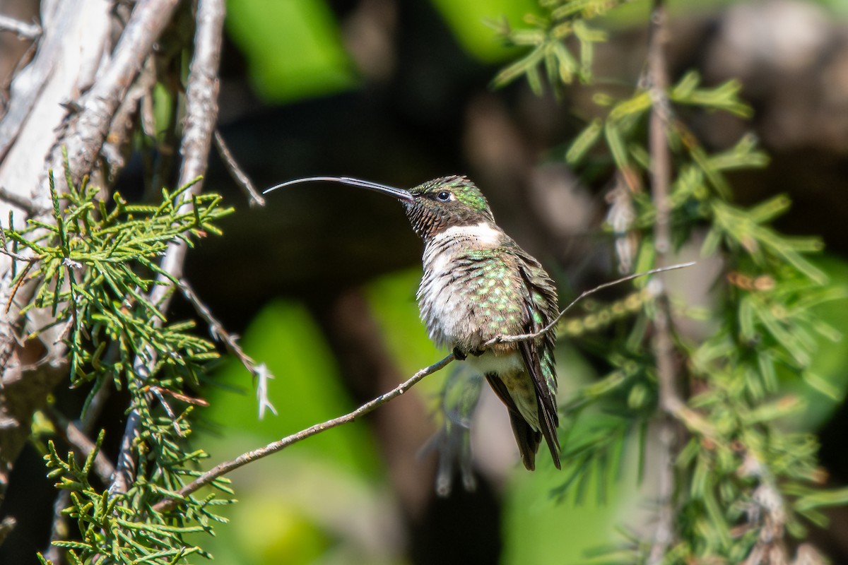 Ruby-throated Hummingbird - ML617777833