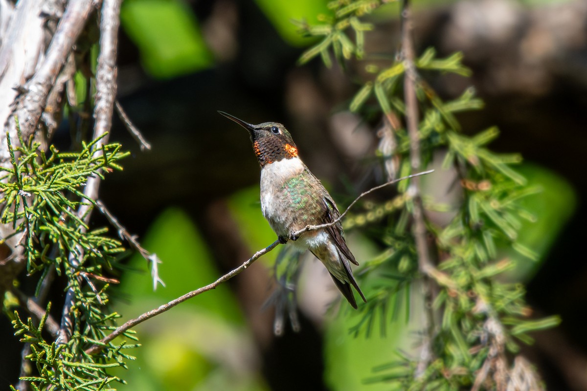Ruby-throated Hummingbird - ML617777834