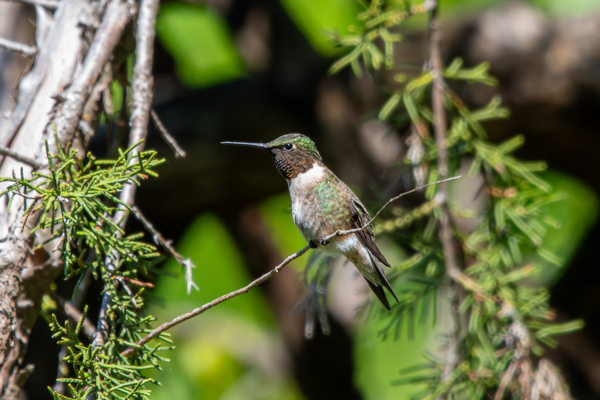 Ruby-throated Hummingbird - ML617777835