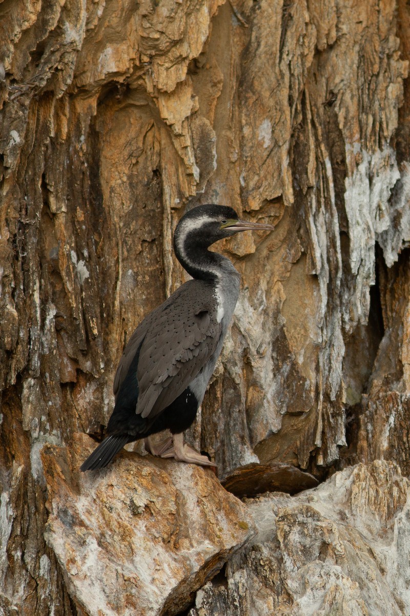 Spotted Shag - ML617777845