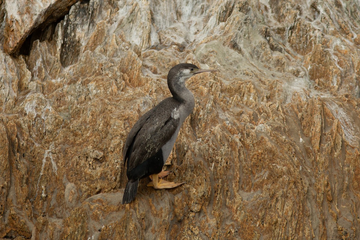 Spotted Shag - ML617777846