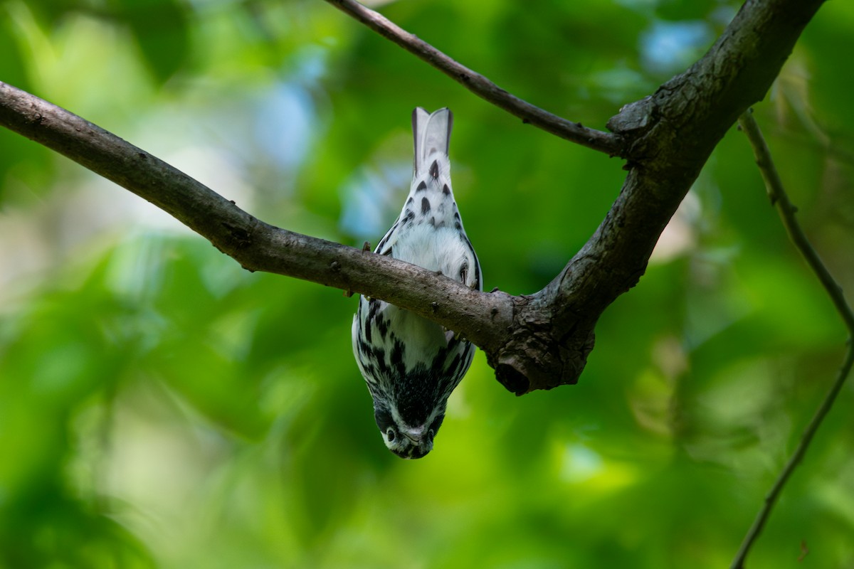 Black-and-white Warbler - ML617777850