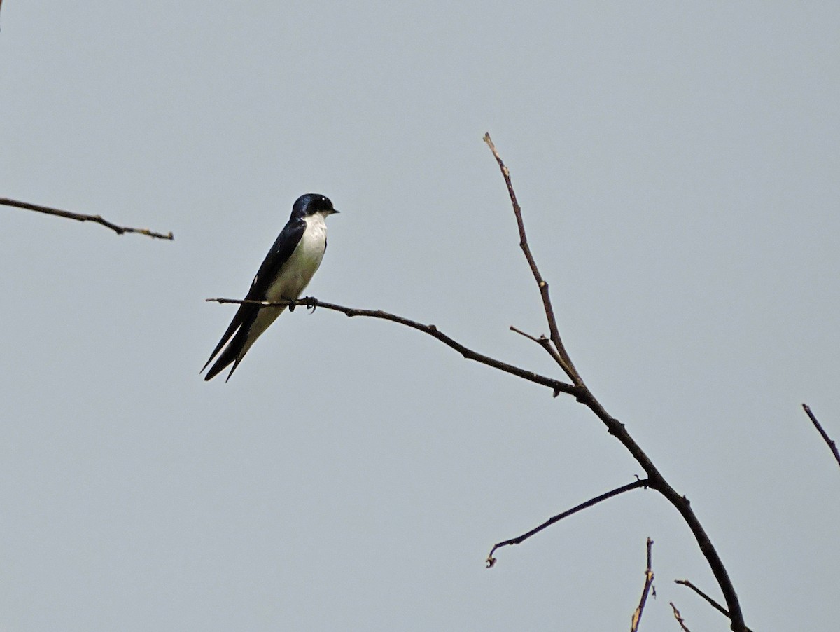 Pied-winged Swallow - ML617777889