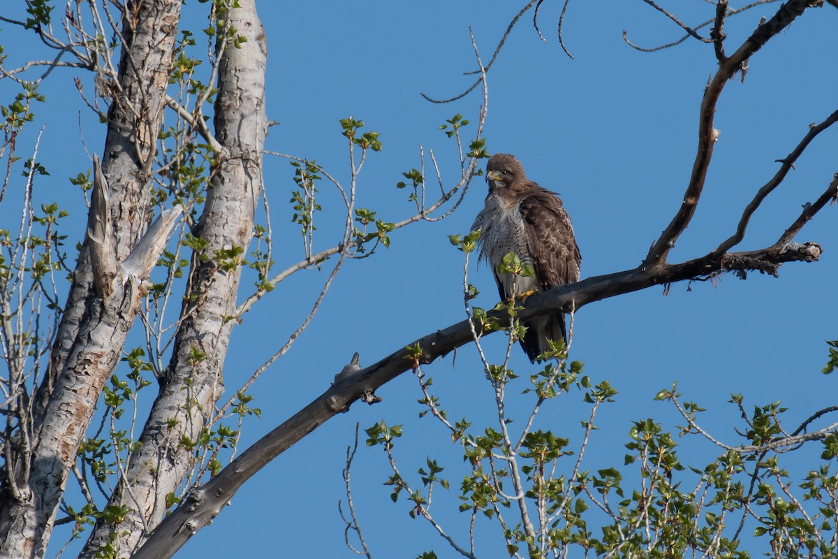 Red-tailed Hawk - ML617777900