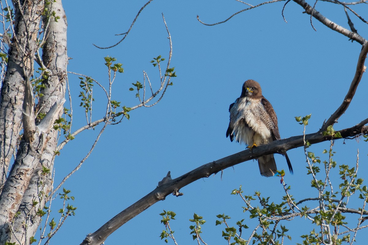 Red-tailed Hawk - ML617777901