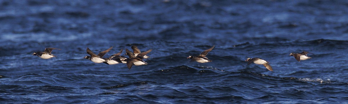 Long-tailed Duck - ML617777930