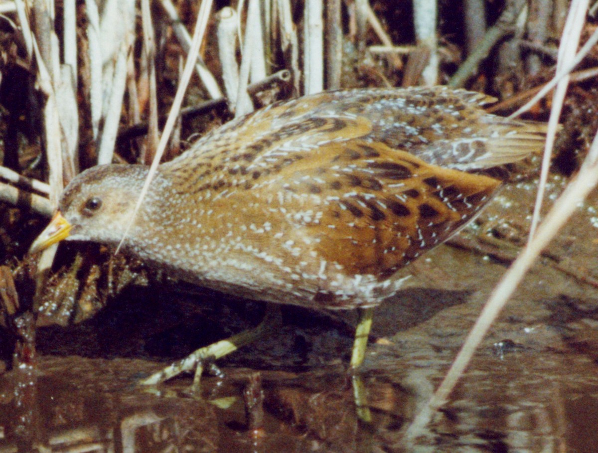 Spotted Crake - ML617777956