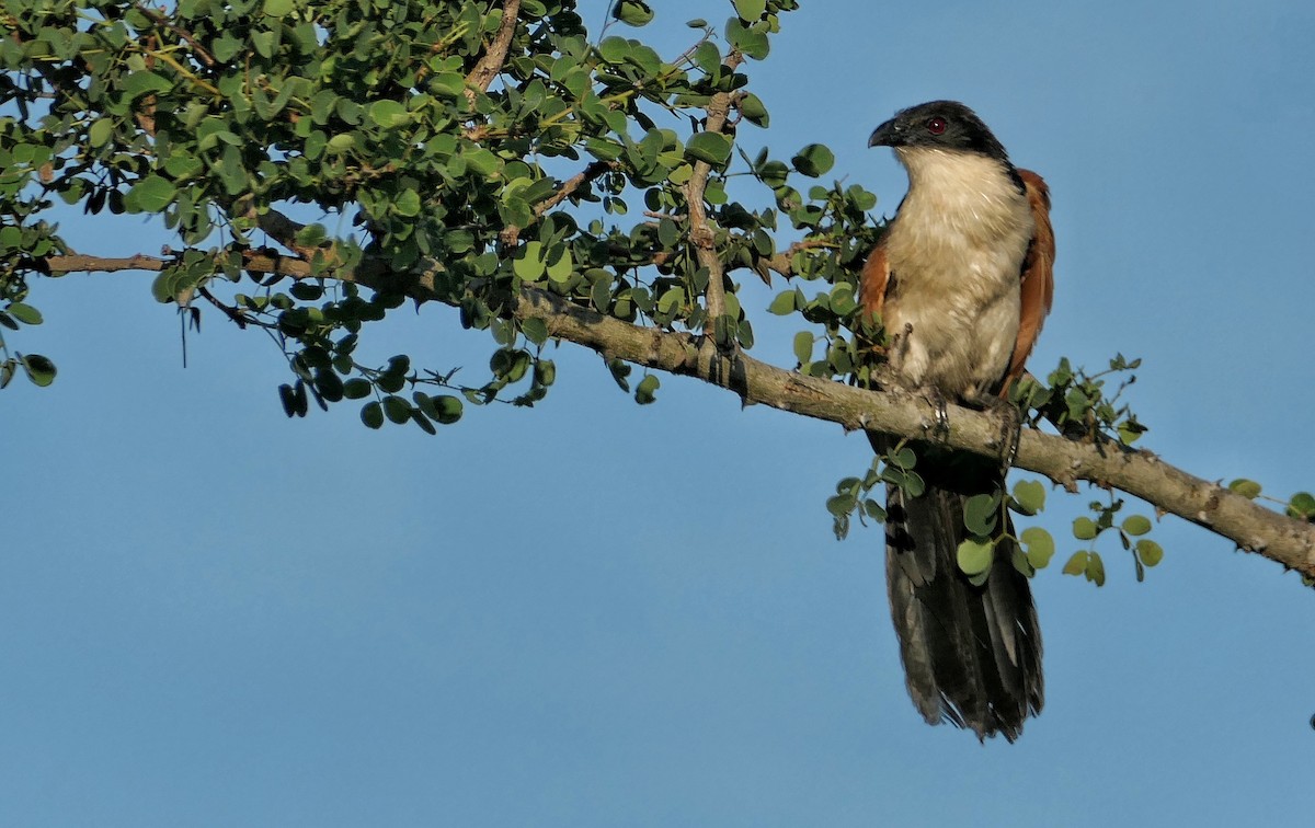 White-browed Coucal (Burchell's) - ML617777970