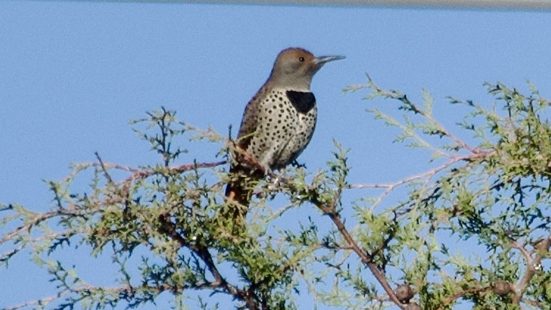 Northern Flicker (Red-shafted) - ML617778001