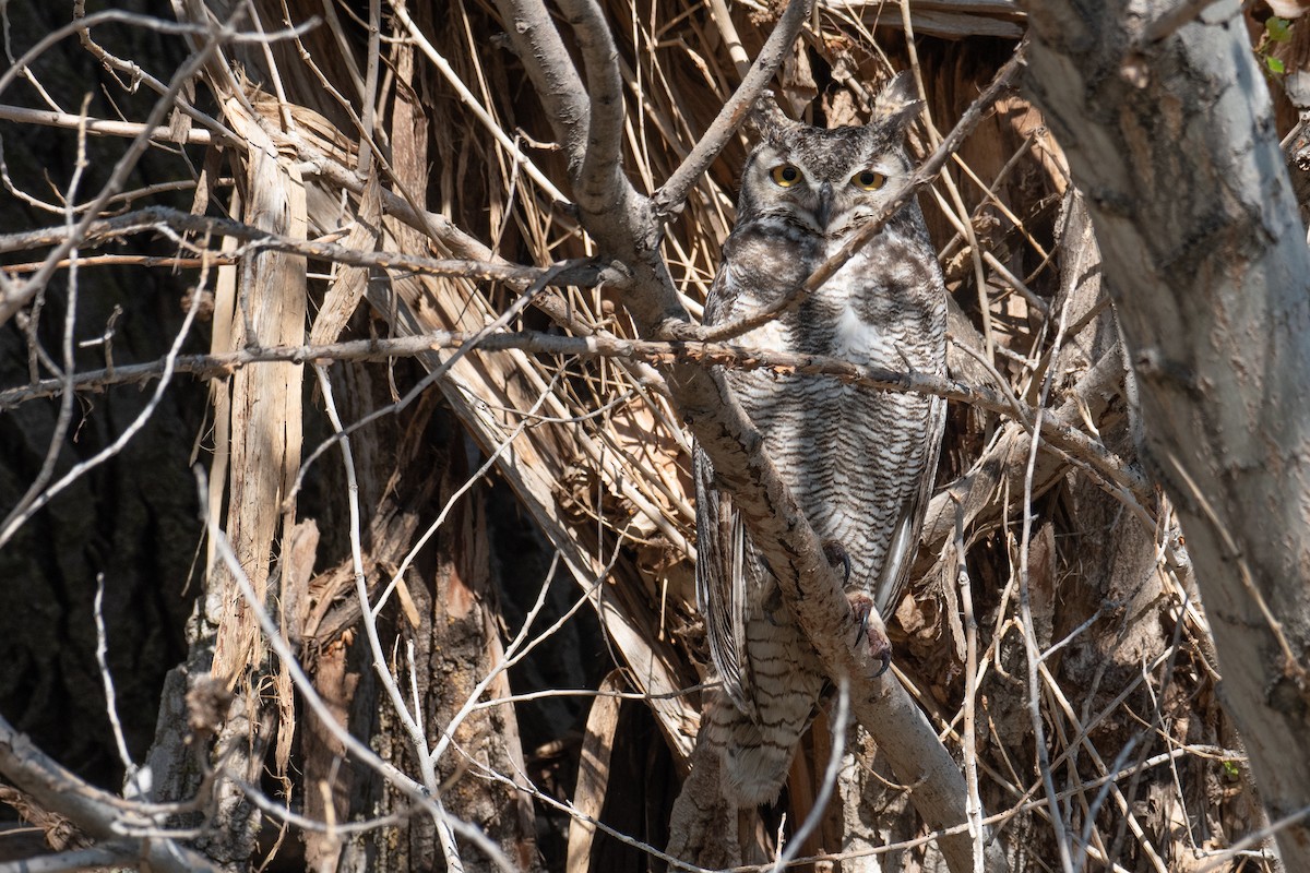 Great Horned Owl - ML617778014