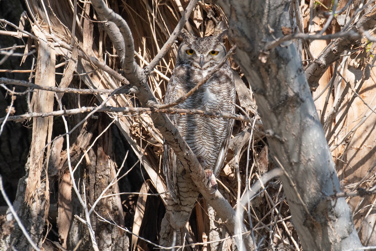 Great Horned Owl - ML617778016