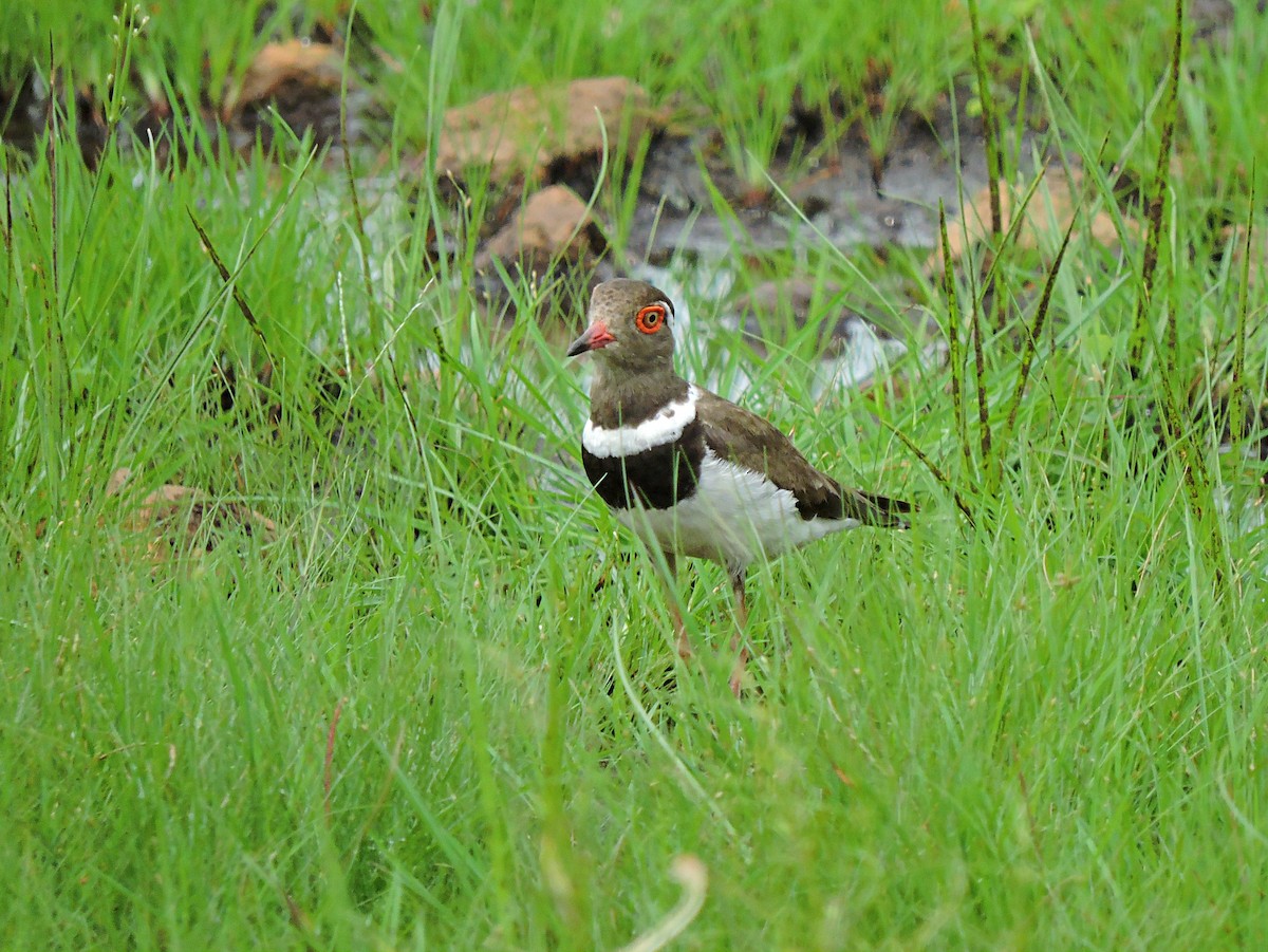 Forbes's Plover - ML617778054