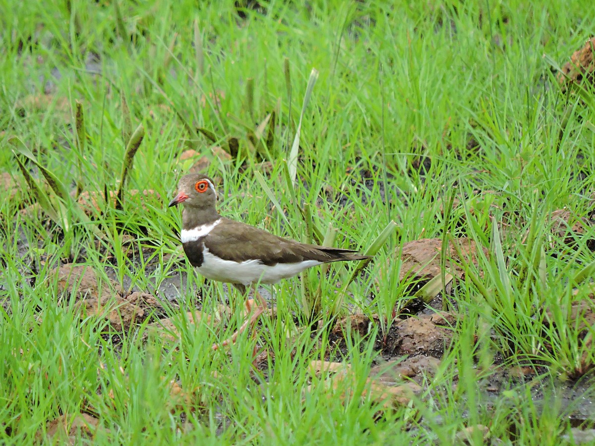 Forbes's Plover - ML617778055
