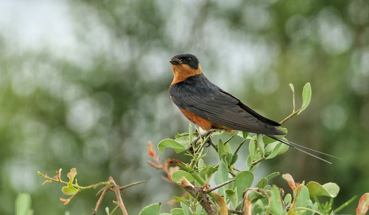 Rufous-chested Swallow - Hubert Söhner