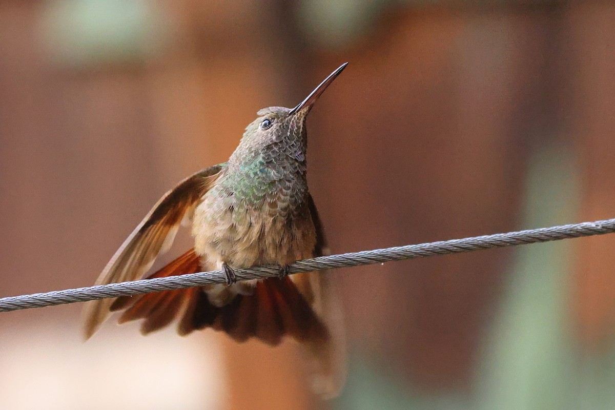 Berylline Hummingbird - Linda Pittman