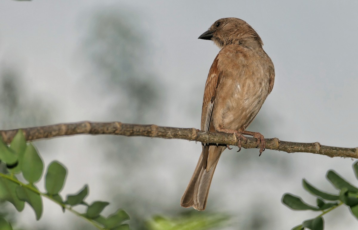 Southern Gray-headed Sparrow - ML617778091