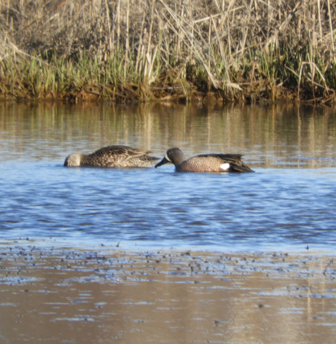Blue-winged Teal - Laura Markley