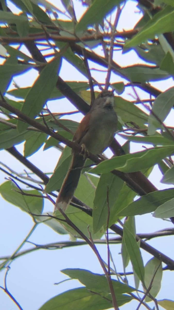 Pale-breasted Spinetail - ML617778148