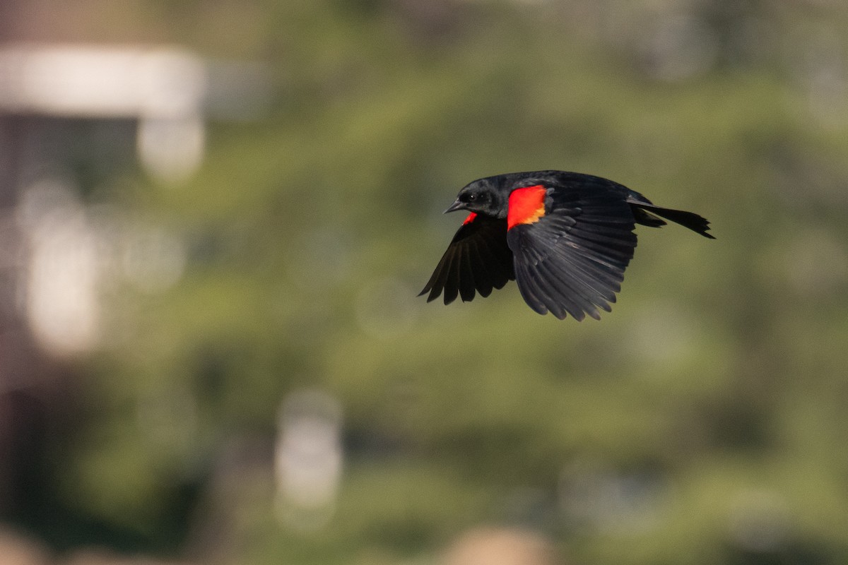 Red-winged Blackbird - ML617778176