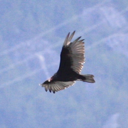 Turkey Vulture - ML617778360
