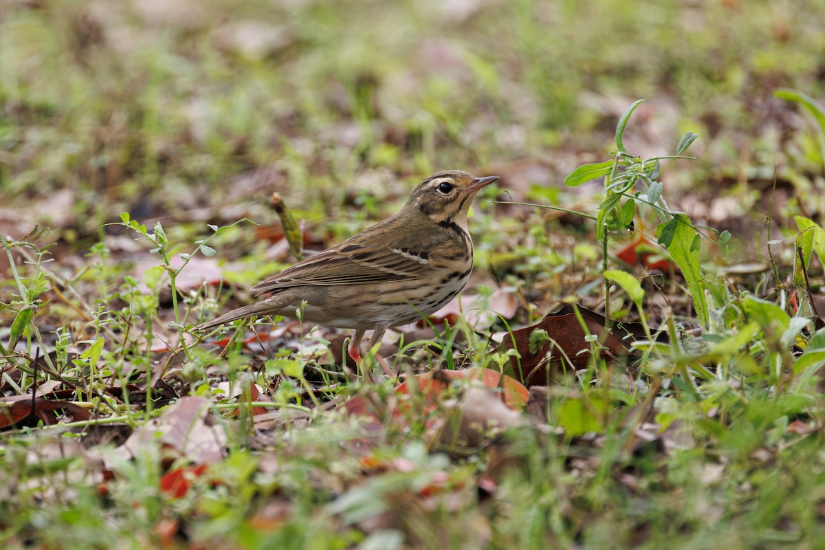 Olive-backed Pipit - ML617778366