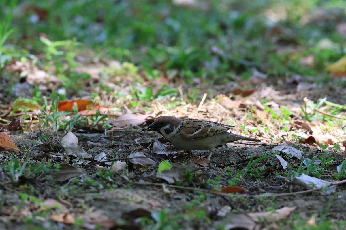 Eurasian Tree Sparrow - ML617778392
