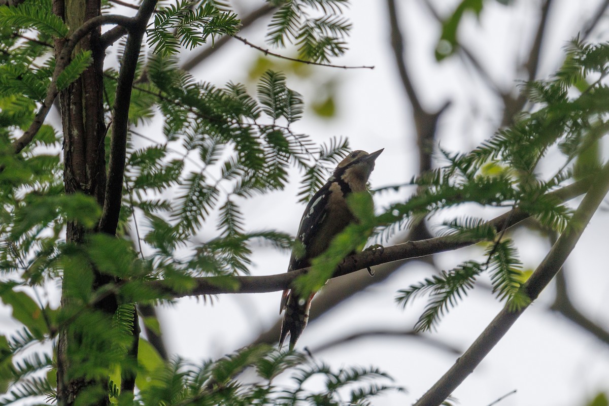 Great Spotted Woodpecker - ML617778421