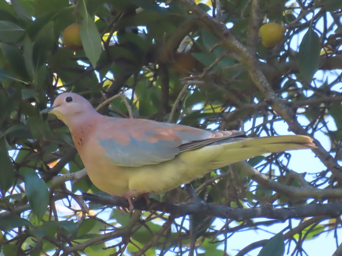 Laughing Dove - ML617778461