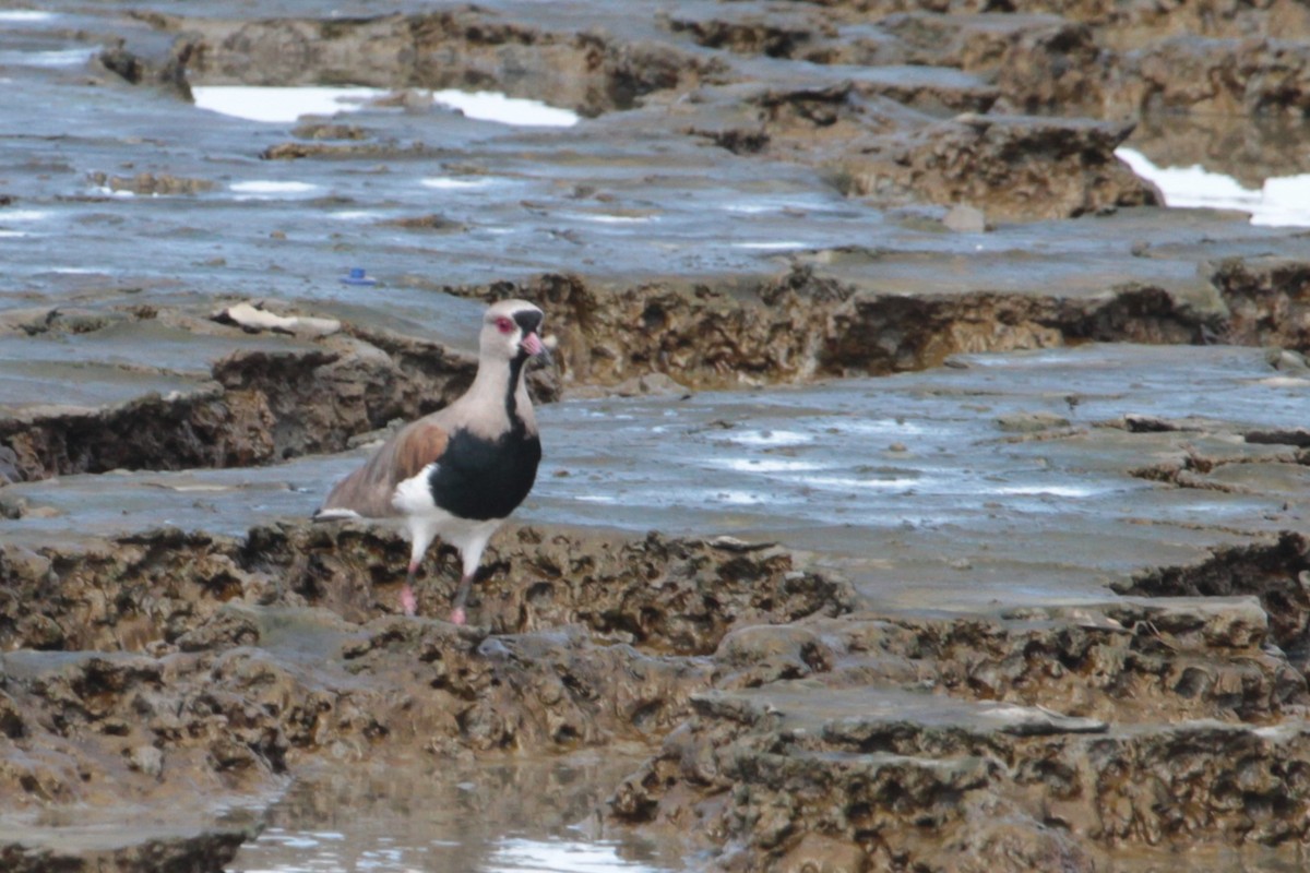 Southern Lapwing - Giuliano Müller Brusco