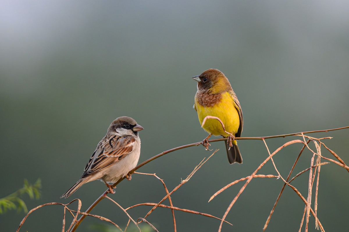 Red-headed Bunting - ML617778517