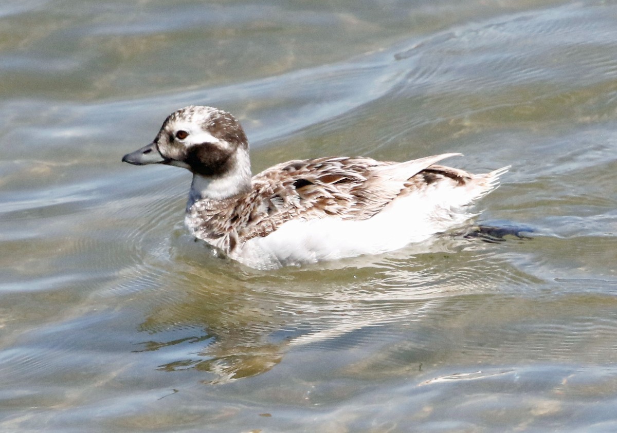 Long-tailed Duck - ML617778527