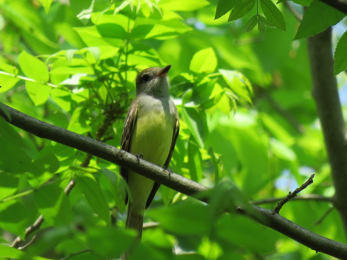 Great Crested Flycatcher - ML617778565