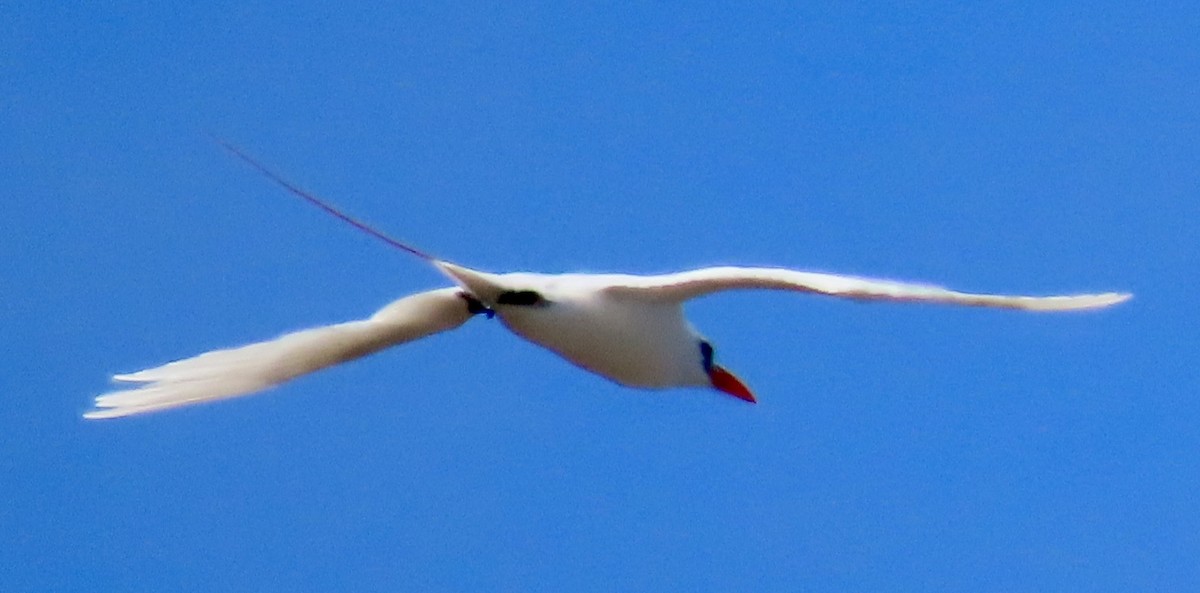 Red-tailed Tropicbird - ML617778633