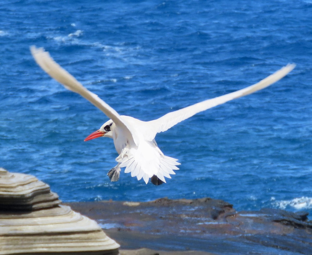 Red-tailed Tropicbird - ML617778634