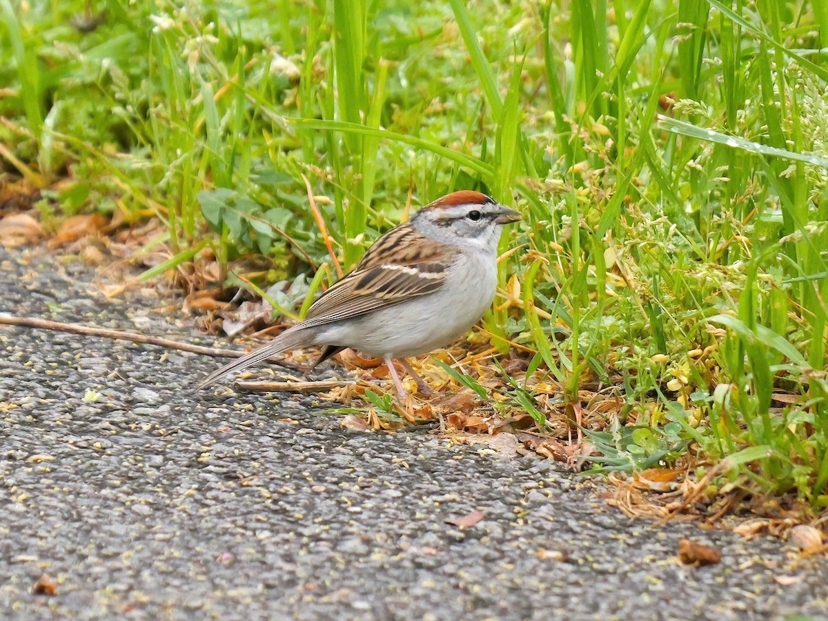 Chipping Sparrow - ML617778640