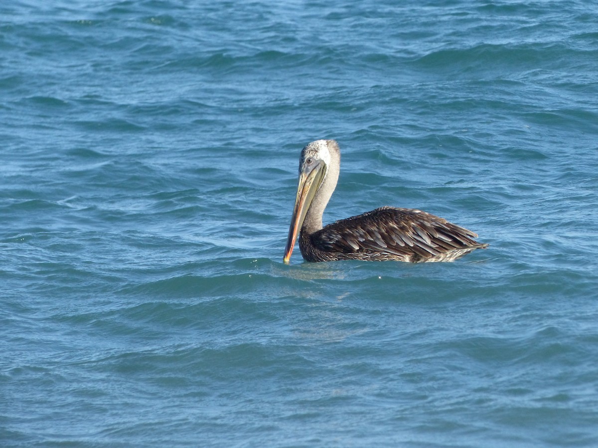 pelikán hnědý - ML617778660