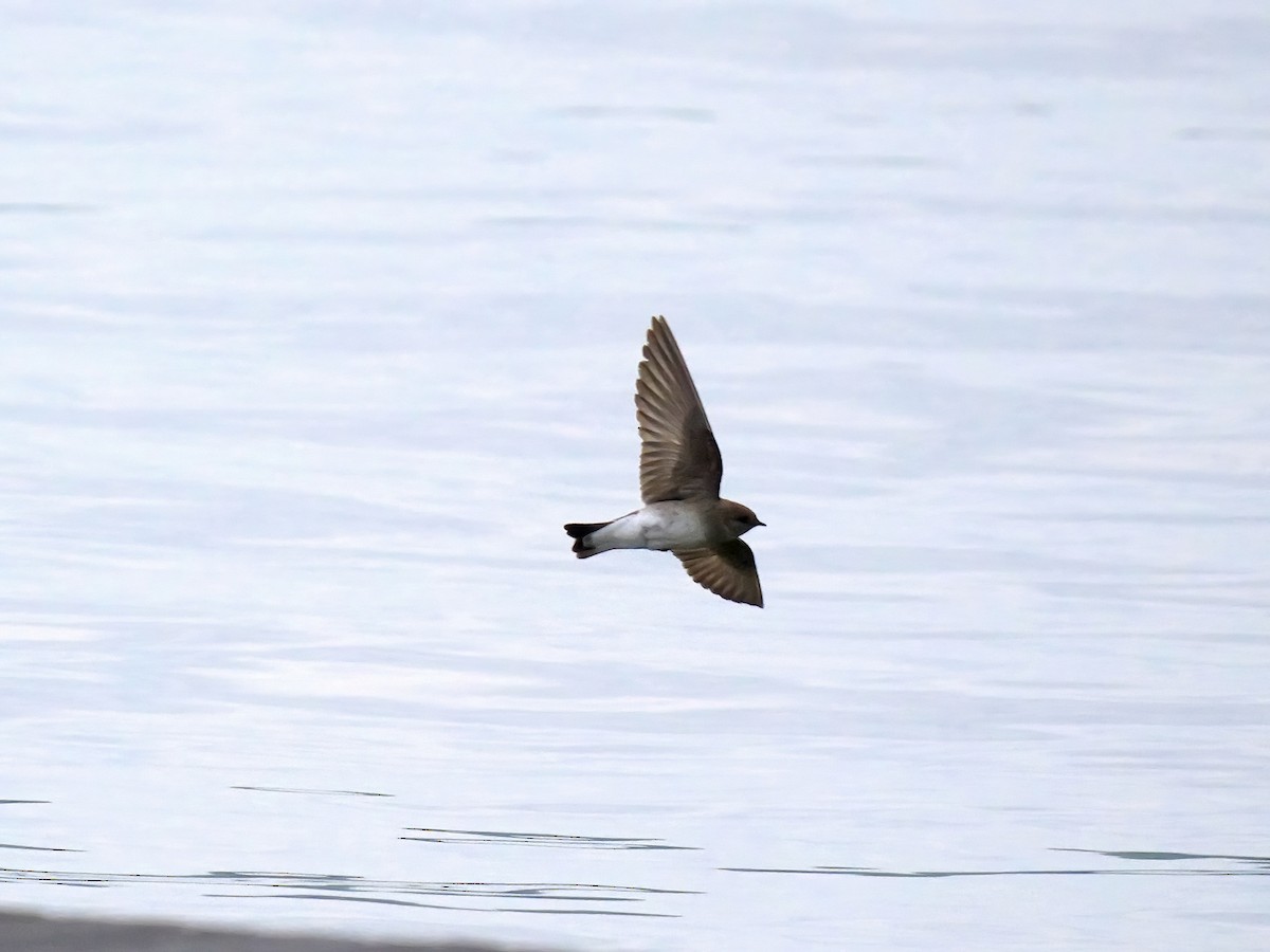Northern Rough-winged Swallow - ML617778663