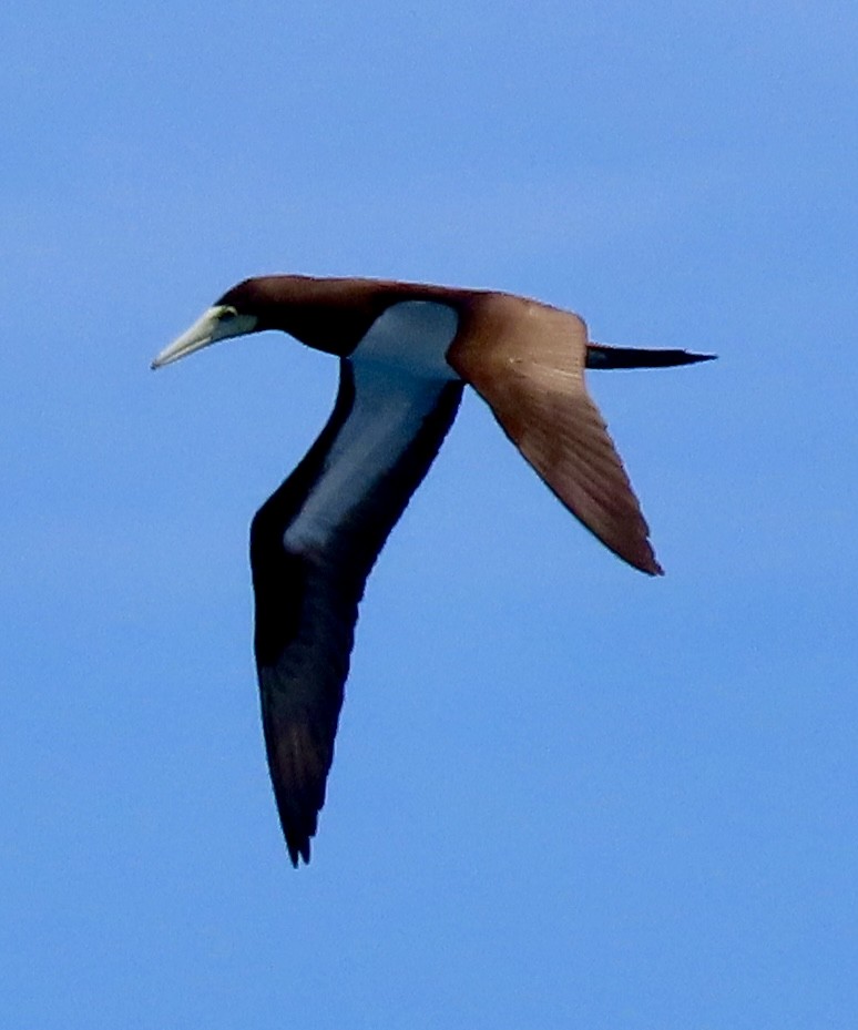 Brown Booby - ML617778666