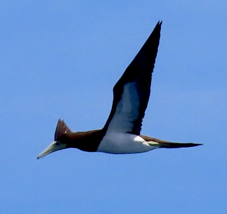 Brown Booby - ML617778667