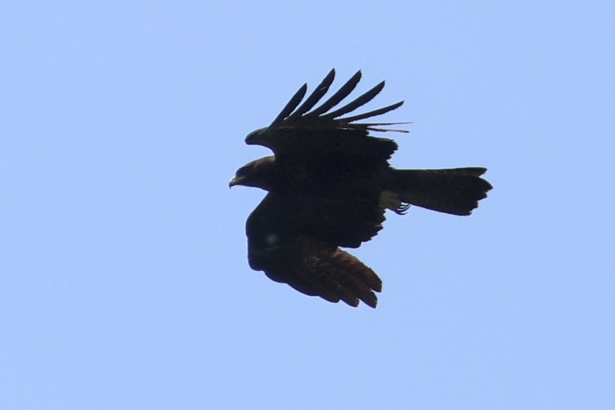 Black Eagle - ML617778697
