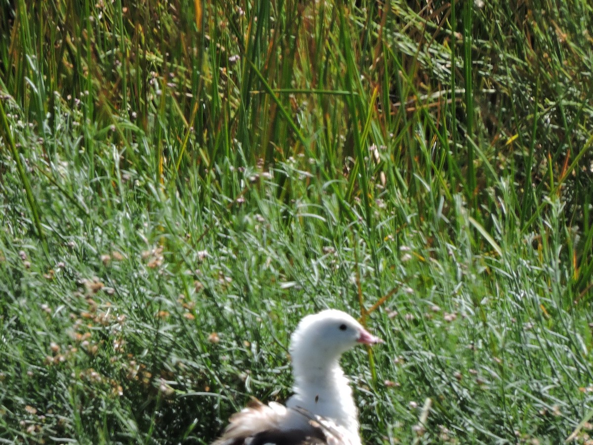 Andean Goose - ML617778710
