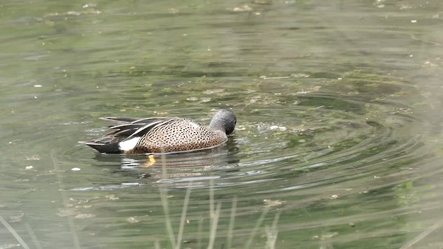 Blue-winged Teal - ML617778728