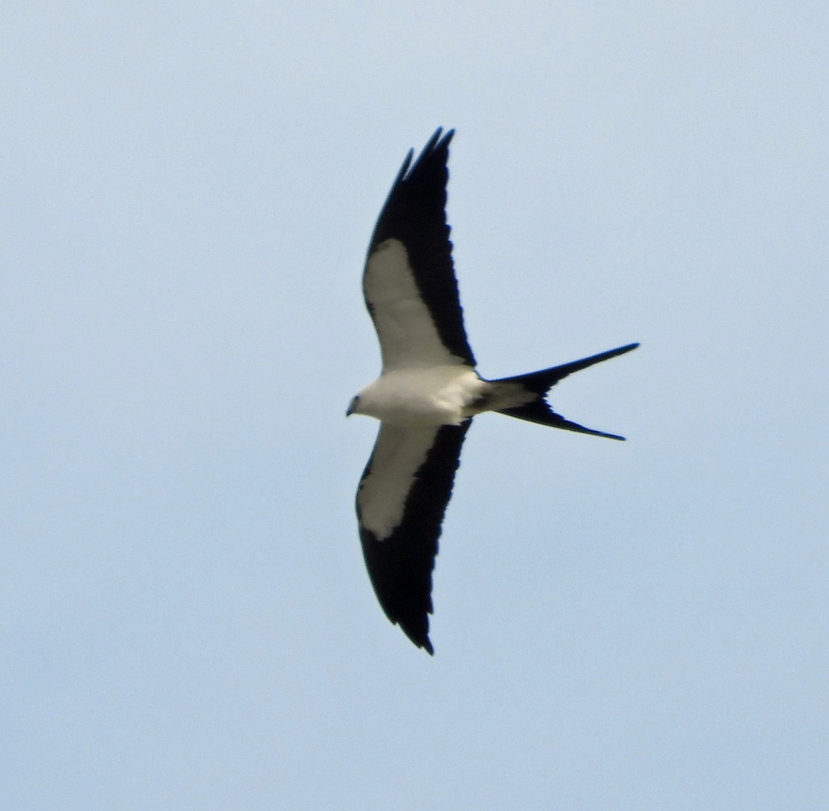 Swallow-tailed Kite - Mark Penkower