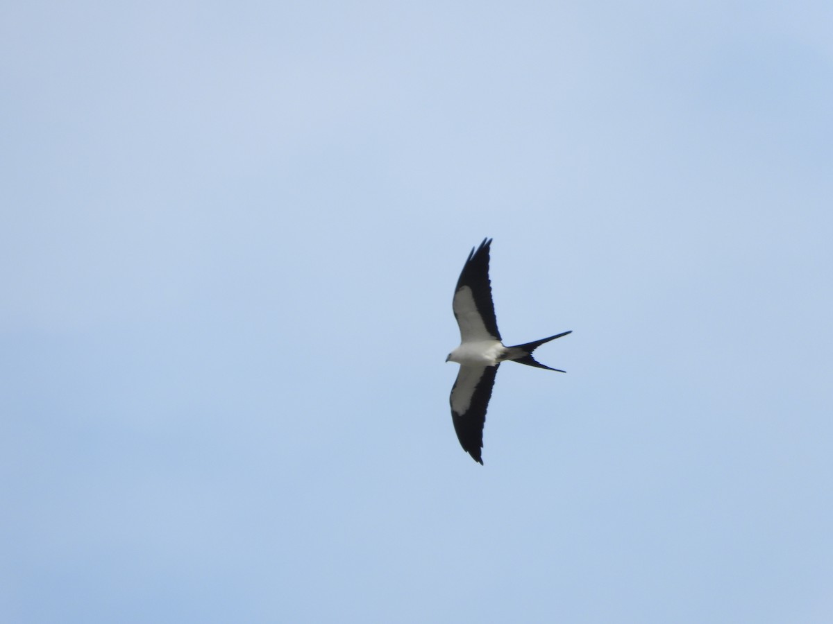 Swallow-tailed Kite - ML617778765