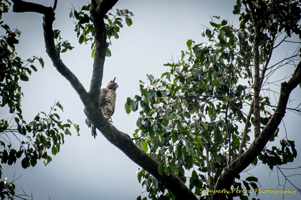 Цейлонский хохлатый орёл - ML617778781