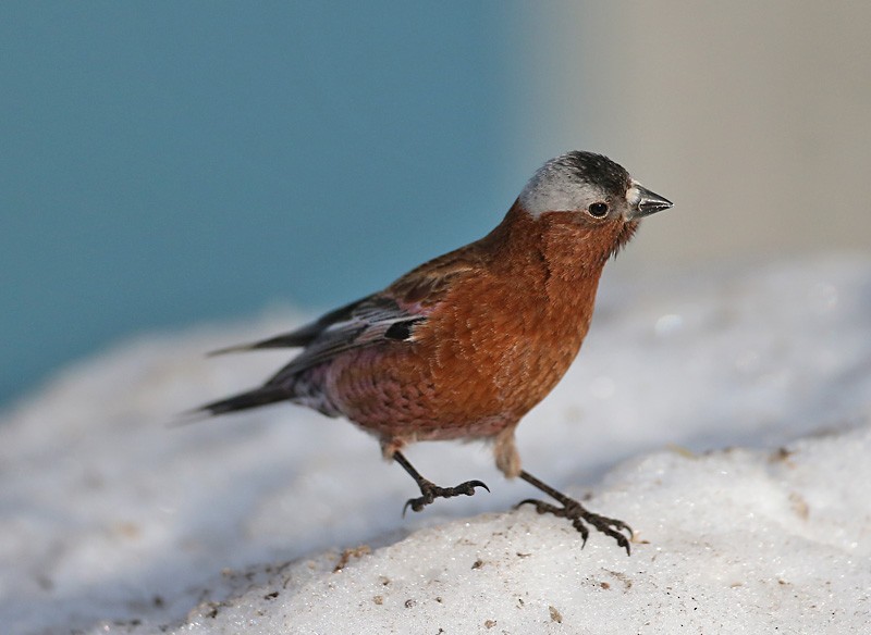 Gray-crowned Rosy-Finch - ML617778832