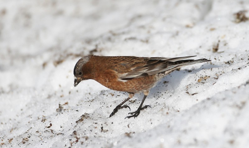 Gray-crowned Rosy-Finch - ML617778833
